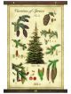 Canvas Spruce Trees Tapestry